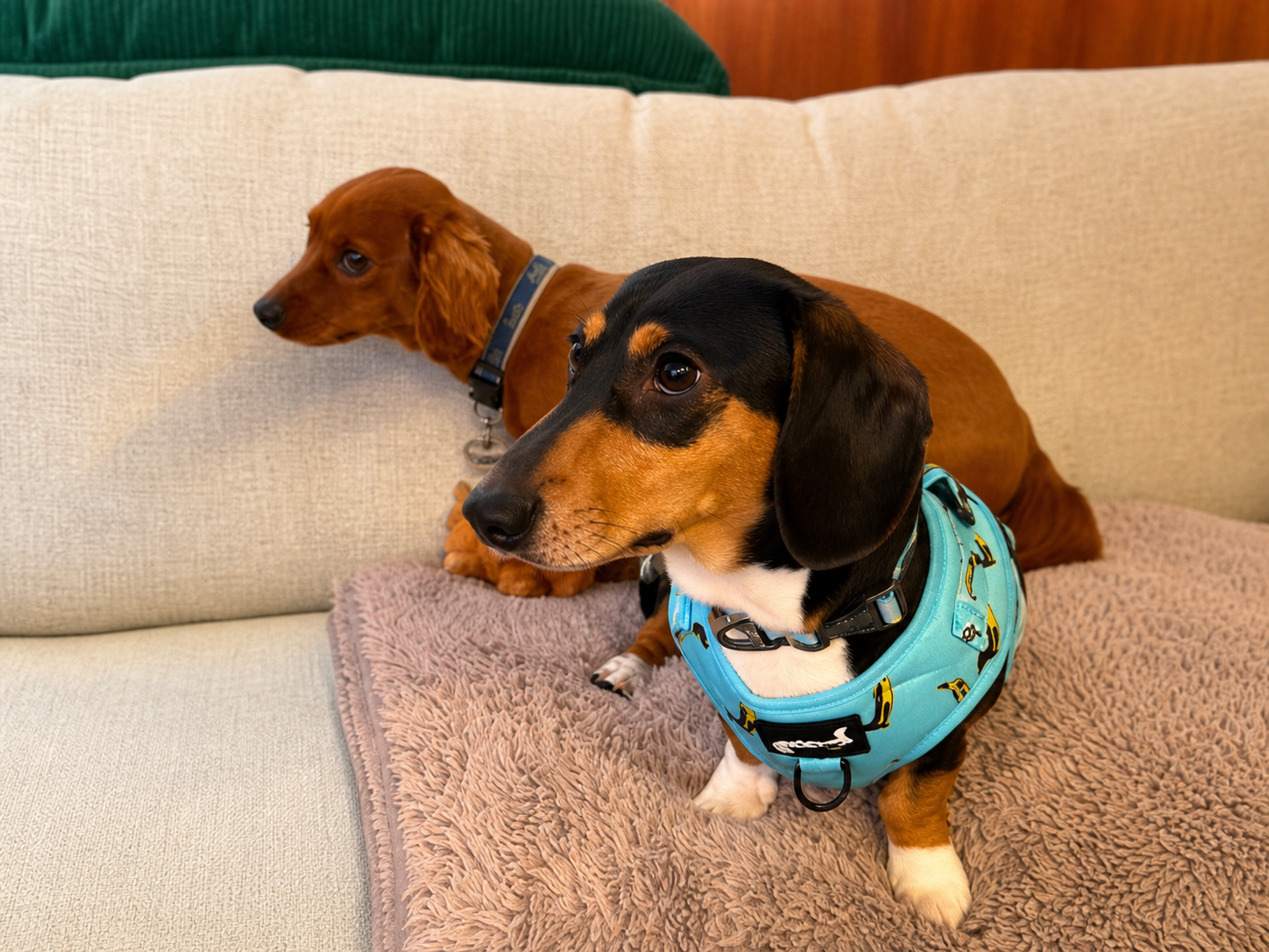 Two dachshunds on a couch, with a black-and-tan dog in a bright turquoise harness in front